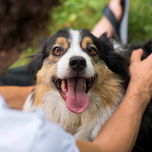 Dog being pet and smiling