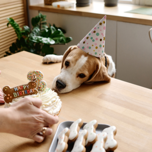 Dog with a party hat looking at its birthday cake about to be fed to him