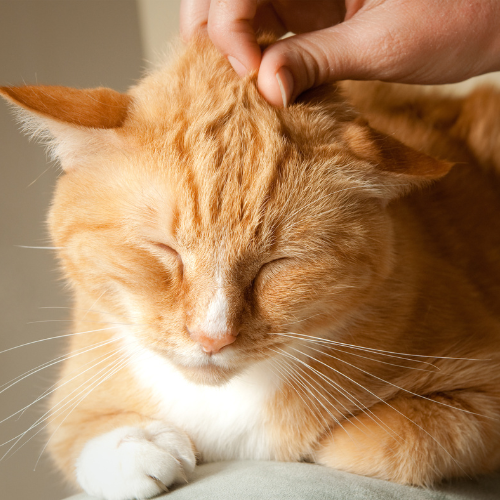 Orange cat being pet