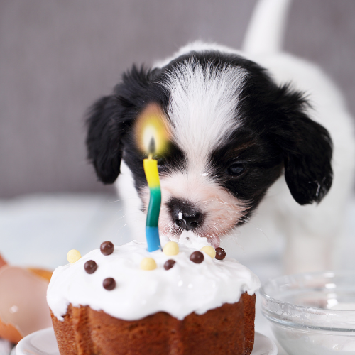 Puppy eating a cupcake