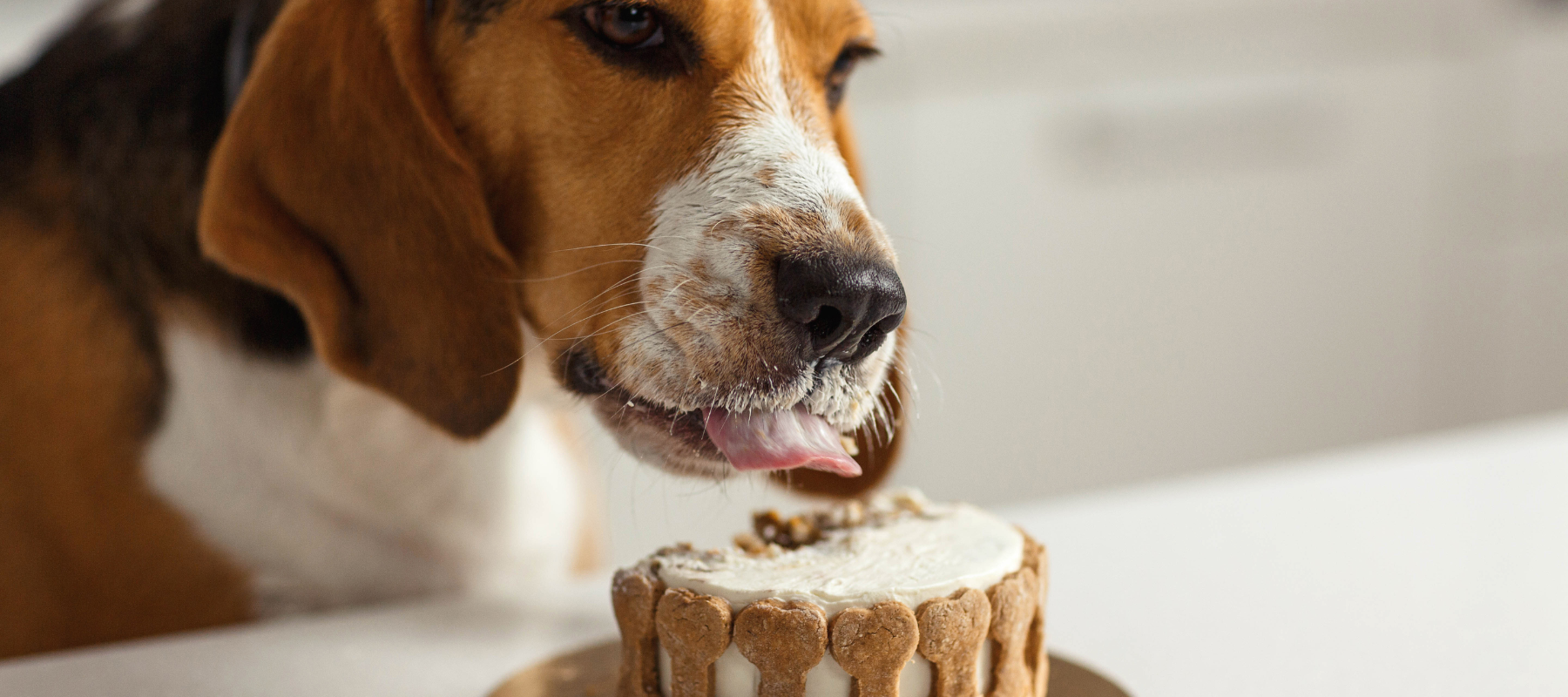 Beagle eating a dog birthday cake